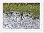 tormapaaskyt_sand martin * 1549 x 1097 * (1.63MB)